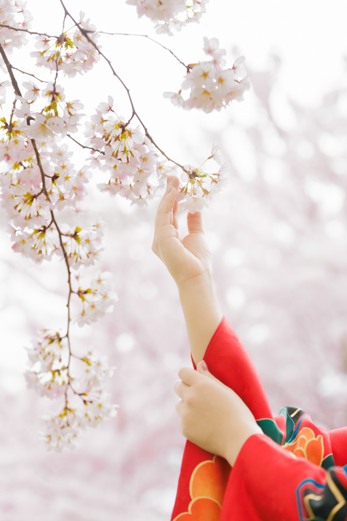 【二十歳記念 桜ロケプラン(季節限定)】